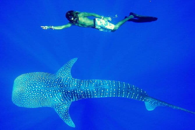 Private Transfer and Whale Watching Tour from Hikkaduwa and Galle - An In-Depth Review of the Whale Watching and Transfer Experience