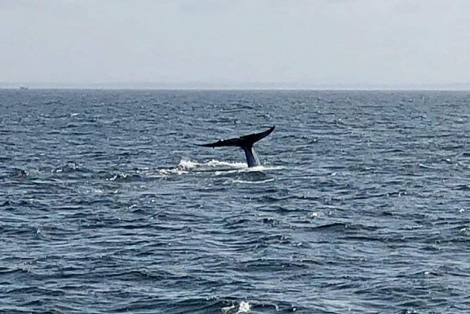 Private Transfer and Whale Watching Tour from Hikkaduwa and Galle - Why Choose This Tour?