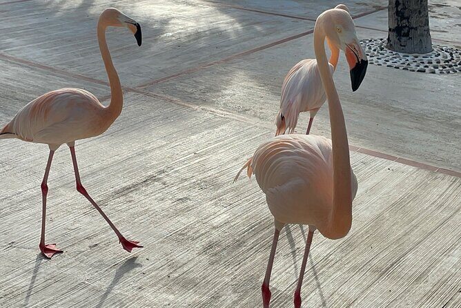 Private transfer between Santo Domingo Airport and Punta Cana - The Sum Up