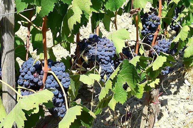 PRIVATE TRANSFER From Florence to Rome With Stops in Orvieto & Civita Bagnoregio - The Sum Up