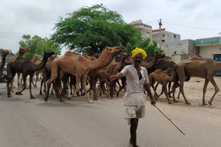 Private Transfer From Jodhpur to Jaisalmer With Osian Temple - Transfer Details