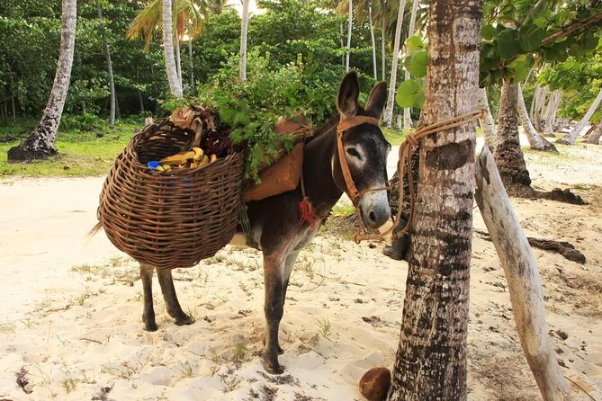 Private Transfer From Las Americas Inter. Airport to Samaná Las Galeras - Pricing and Reservation Information