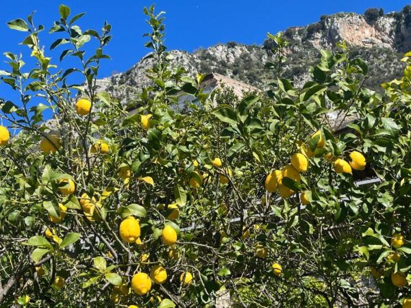 Private Transfer From Naples Airport Capodichino to Positano - The Sum Up