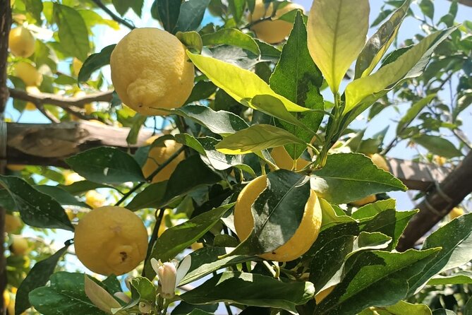 Private Transfer From Naples to Sorrento - Frequently Asked Questions