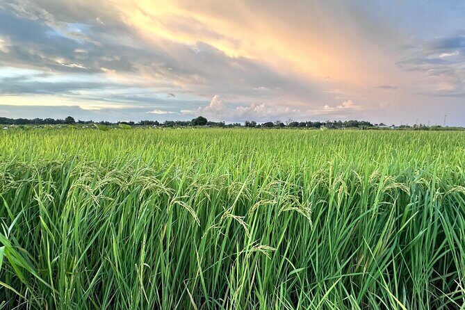 Private Transfer From Siem Reap Airport to Hotel - Who Should Consider This Transfer?