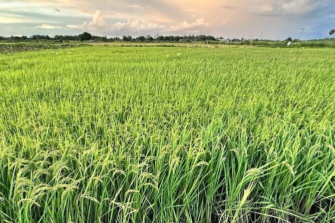 Private Transfer From Siem Reap Airport to Hotel - The Sum Up