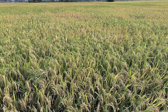 Private Transfer From Siem Reap to Bangkok Thailand - The Sum Up