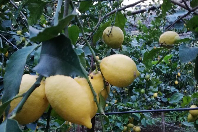 Private Transfer from Sorrento to Naples - Good To Know