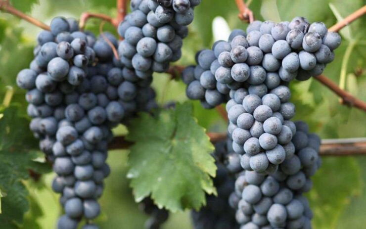 Private Transfer From Sorrento to Naples Stop at the Winery - Transfer Details