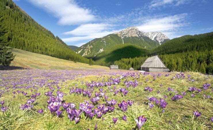 Private Transfer Krakow Airport - Zakopane (Tatra Mountain) - Experience and Certified Drivers