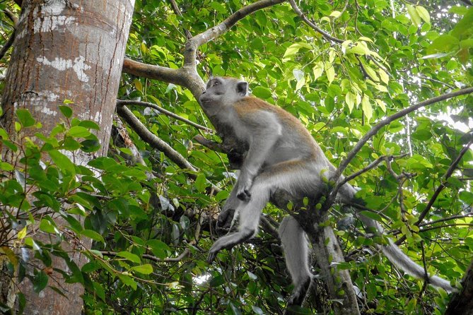 Private Transfer: Kuala Lumpur to Taman Negara National Park (Kuala Tahan Jetty) - Frequently Asked Questions