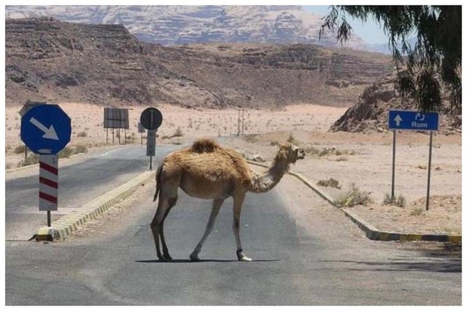 Private Transfer Petra To/From Wadi Rum - Frequently Asked Questions