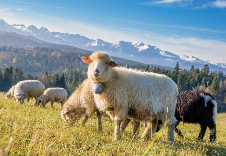 Private Transfer to Zakopane - Booking Details and Cancellation Policy