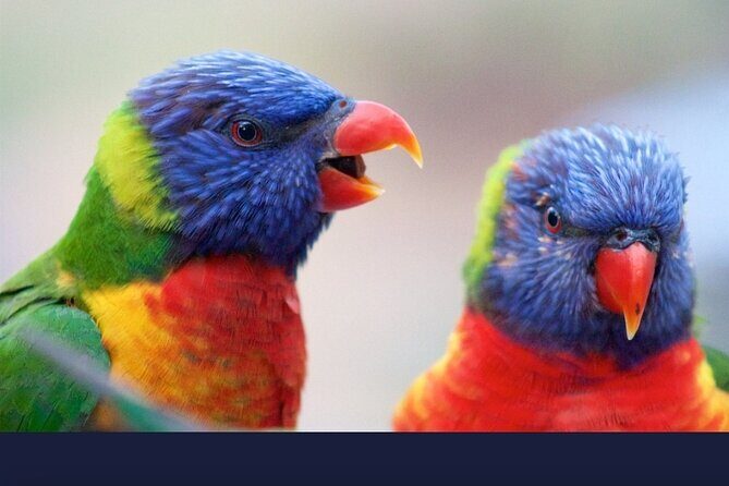 Private Transfers From Brisbane to Gold Coast - Booking and Pricing: An Honest Look