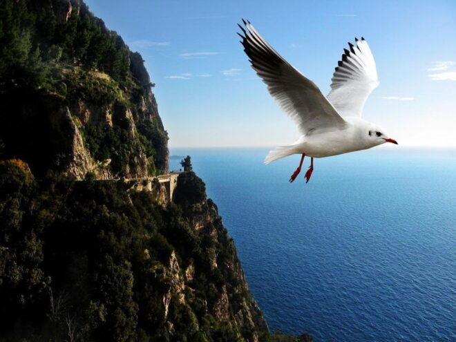 Private Transfert From Amalfi to Naples + Pompei 2hrs - Activity Highlights and Pickup