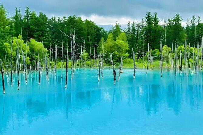 Private Transport in Hokkaido with English Speaking Driver - Good To Know