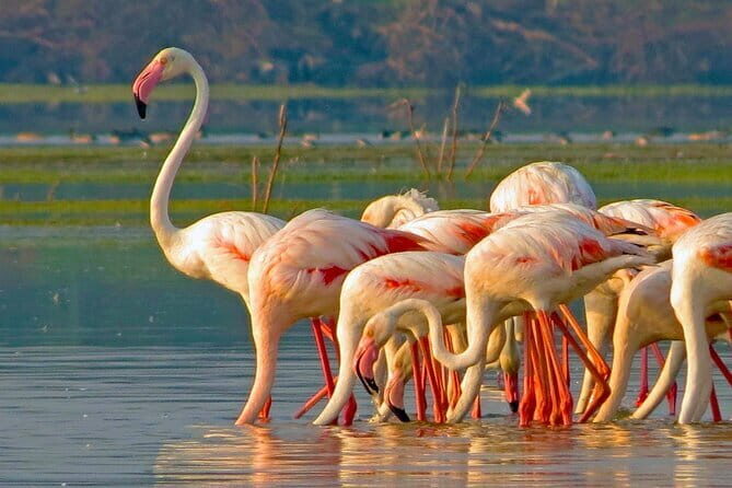 Private Transport Service from Sri Lanka - Final Thoughts: Is It Worth It?