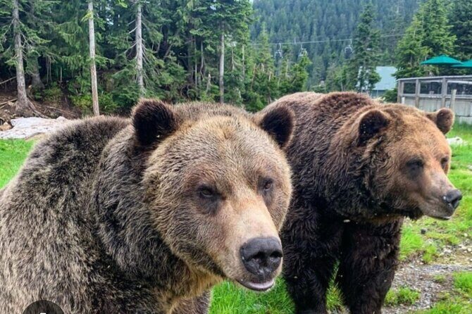 Private Transportation to Capilano Suspension Bridge Park - An Overview of the Experience