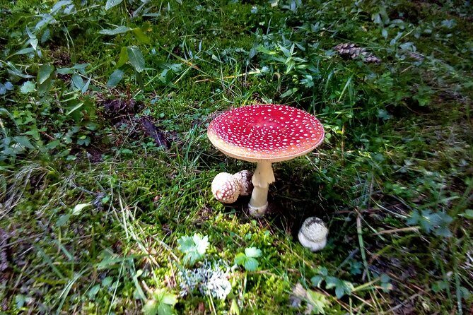 Private Trekking in Rila Mountains and Mt Mousala from Sofia - The Sum Up: Who Will Love This Tour?