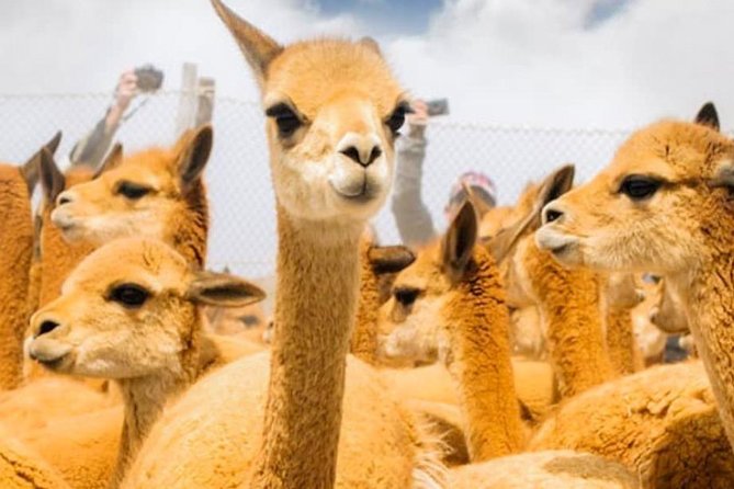 Private Trekking to the Colca Canyon - Safety Guidelines and Precautions