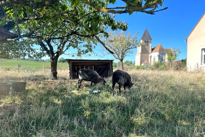 Private Trip Burgundy From Paris 15 Chablis Wines Tasting - Private Trip to Burgundy From Paris
