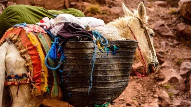 Private Trip From Marrakech to 5 Valleys and Atlasmountains - Highlights of the Trip