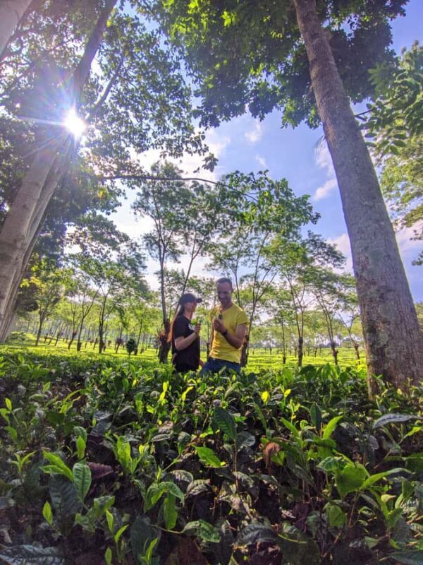 Private Trip Malang/Surabaya : Tour Tea Plantation Wonosari - An In-Depth Look at the Wonosari Tea Garden Tour