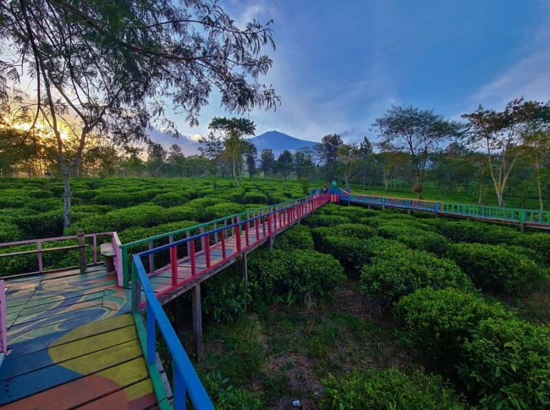 Private Trip Malang/Surabaya : Tour Tea Plantation Wonosari - FAQs