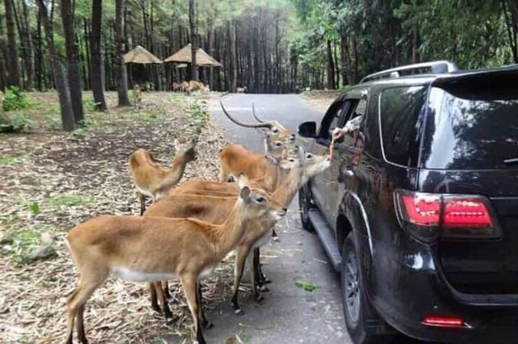 Private Trip Safari Park From Surabaya/Malang (All Inclusive) - Detailed Itinerary