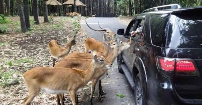 Private Trip Safari Park From Surabaya/Malang (All Inclusive) - Unique Experience Highlights