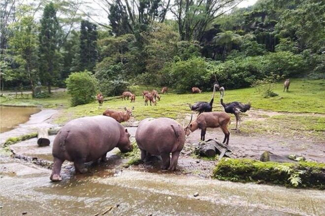 Private Trip Safari Park From Surabaya/Malang (All Inclusive) - Booking Information