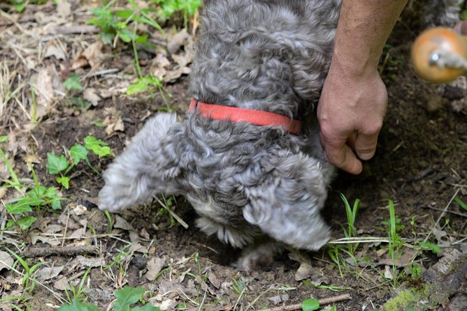 Private Truffle Hunt in Tuscany From Florence - Additional Information