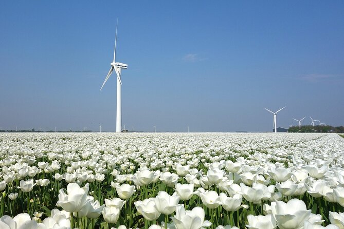 Private Tulips Tour Keukenhof and Private Tulip Fields - Transportation and Logistics