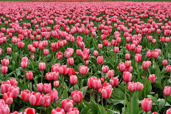 Private Tulips Tour Keukenhof and Private Tulip Fields - Expert Local Guide