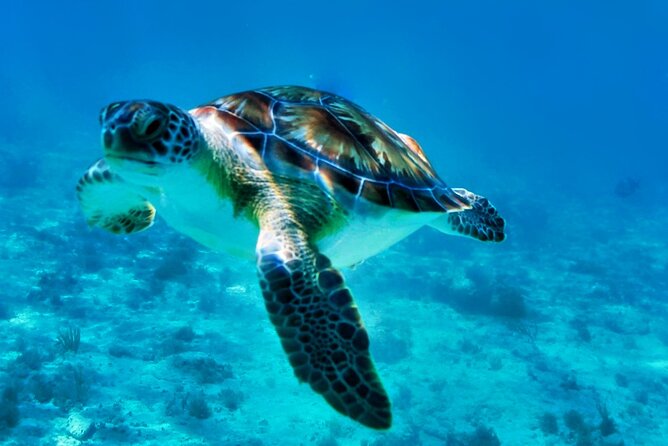 Private Tulum Mayan Ruins & Swimming With Turtles Experience - The Sum Up