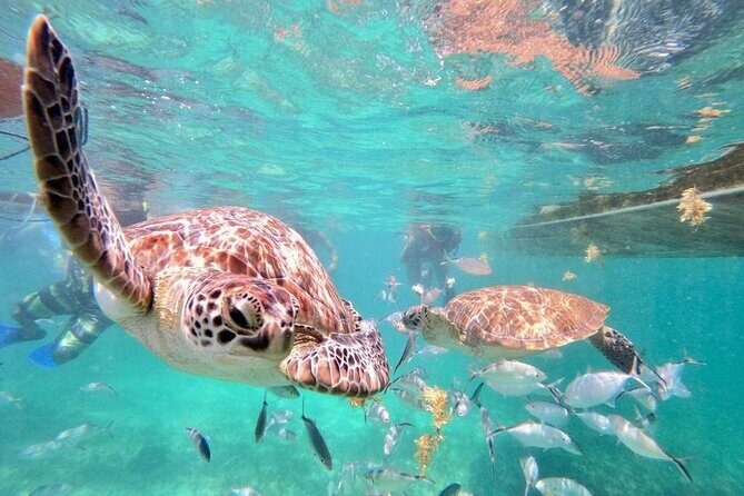 Private Tulum Ruins, Akumal Turtle Snorkel, and Cenote Tour - FAQs