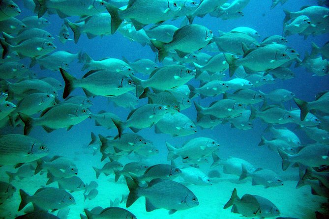 Private Tulum Ruins, Turtles in Akumal and Cenote Adventure - Customizable Itinerary