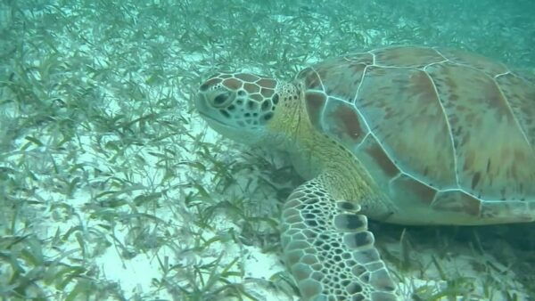 Private Tulum+ Turtles & Cenote & Lunch Transfer Included) - Frequently Asked Questions