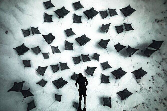 Private Turtle and Ray Tour Rarotonga - Good To Know