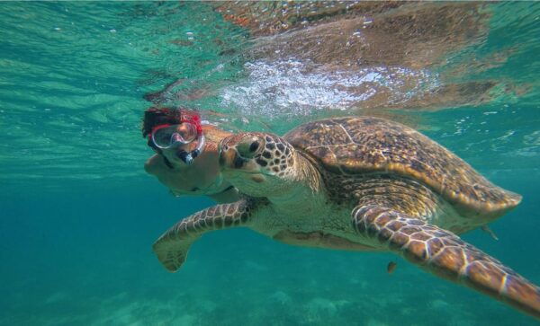 Private Turtle & Cenote Express (Included Transportation) - Professional Guide Services