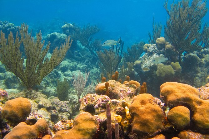 Private Turtle Discovery in Akumal - Directions