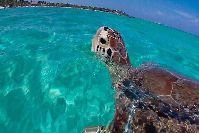 Private Turtle encounter + Cenote Adventure! Express Tour - Good To Know