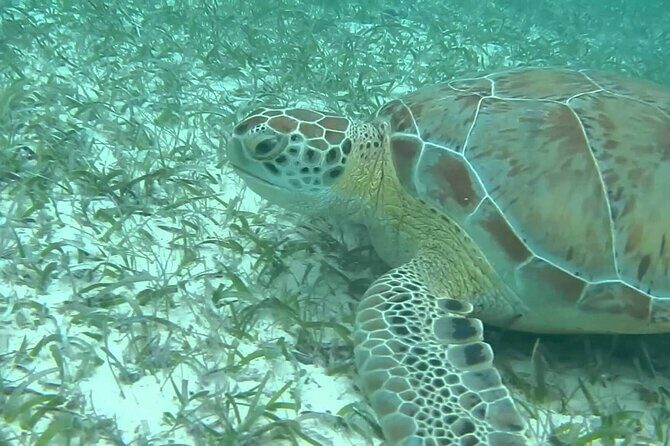 Private Turtle encounter + Cenote Adventure! Express Tour - The Cost and What You’re Getting