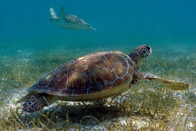 Private Turtle encounter + Cenote Adventure! Express Tour - Practical Tips for Participants