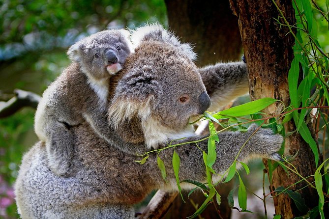 Private Two Day Great Ocean Road Tour - Accommodation and Transportation