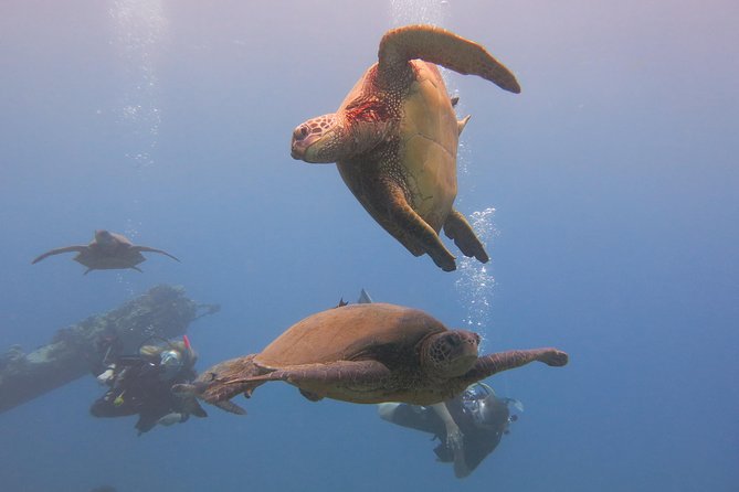 Private Two Person Scuba Dive in Kaanapali - Traveler Photos