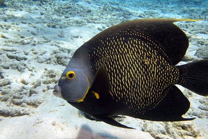 Private Two-Tank Shore Dive for Solo Cruise Travelers in Bonaire - Detailed Breakdown: What Makes Each Part of the Tour Special