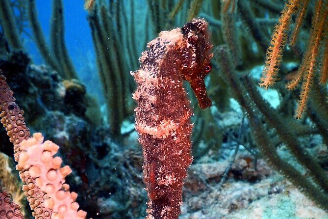 Private Two-Tank Shore Dive for Solo Cruise Travelers in Bonaire - Practical Tips for Making the Most of This Experience