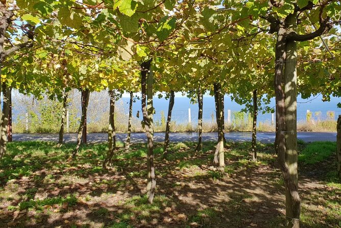 Private Txakoli Winery Tour With Tastings in Getaria - Reviews