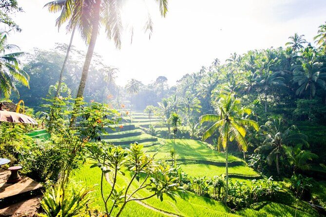 Private Ubud Day Tour Waterfalls Sacred Monkeys and Rice Fields - FAQ